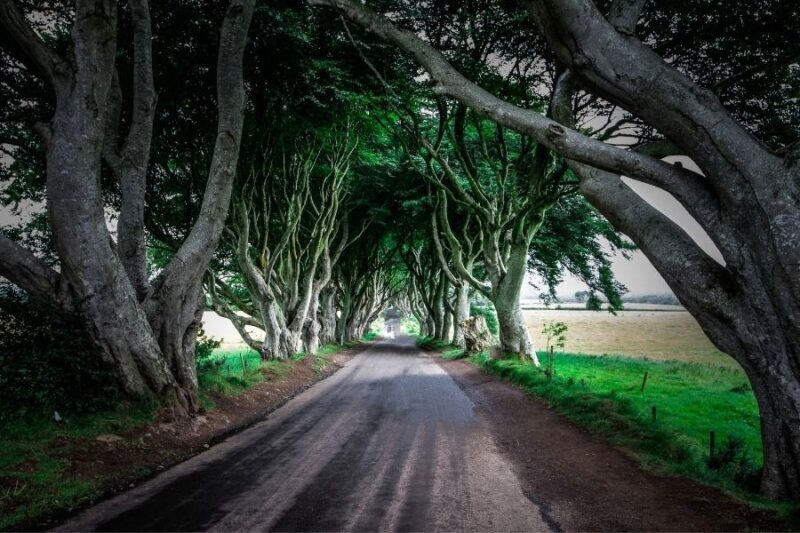 Dark Hedges Ierland Games of Thrones