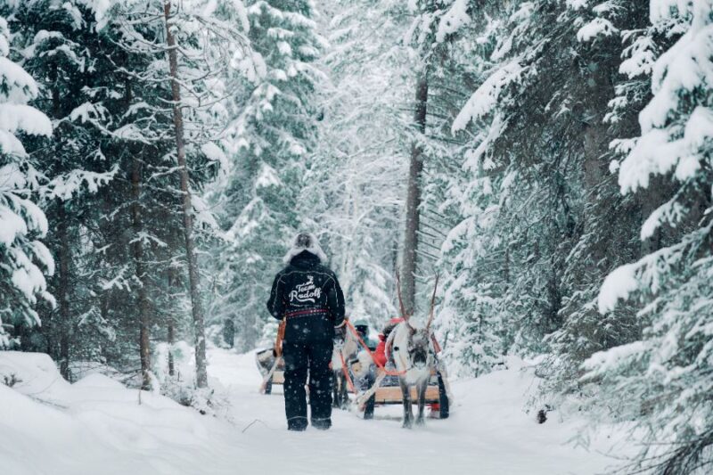 Rendiertocht vanuit de Kaamos Lodge tussen besneeuwde bomen.
