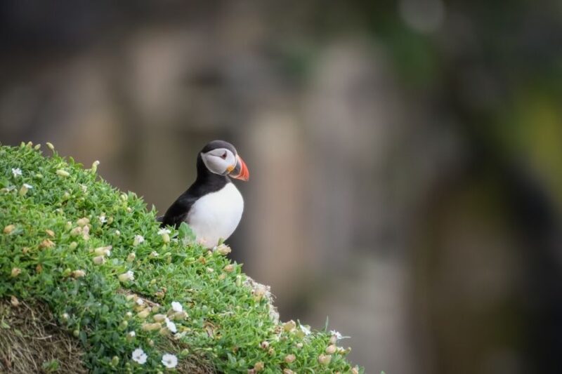puffins-op-St-Kilda-naar-Schotland-met-Nordic