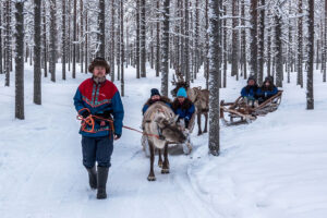 Reindeer in Posio