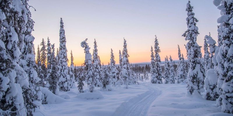 Besneeuwde bomen in een sprookjesachtig landschap in Lapland